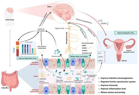 Mechanisms of Health Improvement by Lactiplantibacillus plantarum Based ...