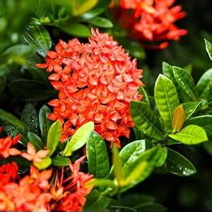 ALL TIME Rongon flower plant Pack of 4 : Amazon.in: Garden & Outdoors