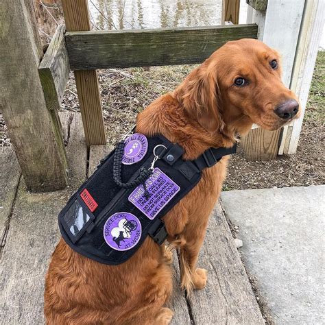 Service Dog Vests And Patches at Tommy Brannan blog