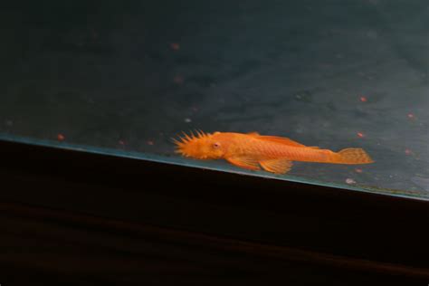 Image result for Discus Albinos