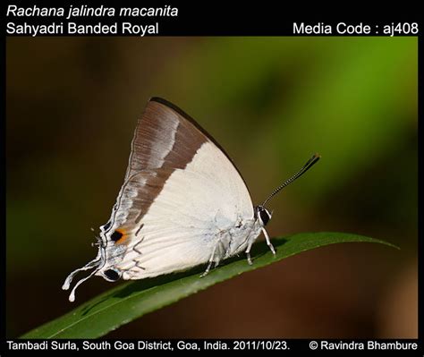 Rachana | Butterfly