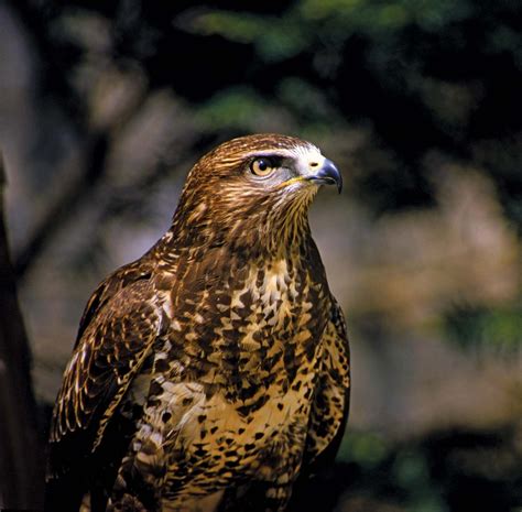 Image result for Hawk Traits