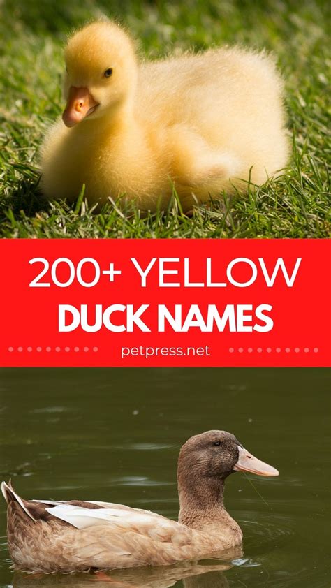 200+ Best Yellow Duck Names: Names for a Yellow Duck or Duckling