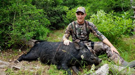 Recurve Bow Hunting Pigs at Ella Byatt blog