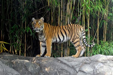 Photos: How tigers adapted to thrive in dissimilar corners of the world