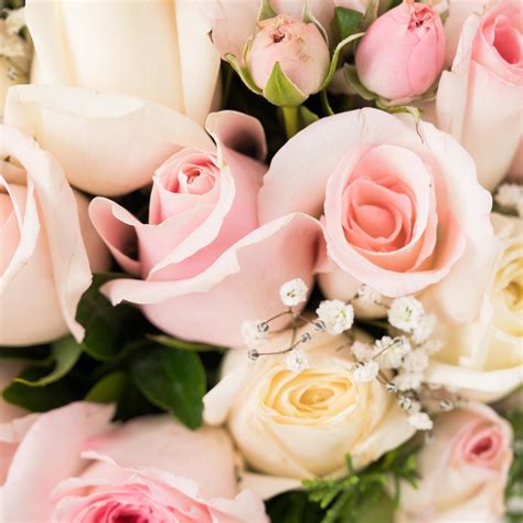 All you need is Love – The Flora