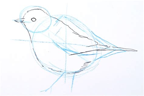 Image result for Drawing Birds Tutorial