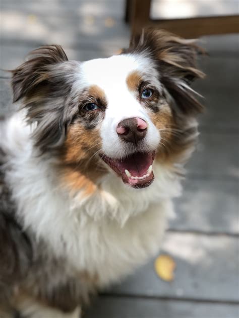 Black And White And Brown Australian Shepherd