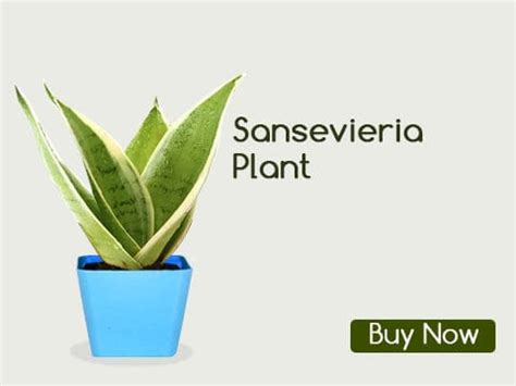 Buy Indoor Good Luck Plants Online | Lucky Plants for Home India ...