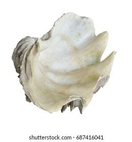 Image result for Clamshell Inside