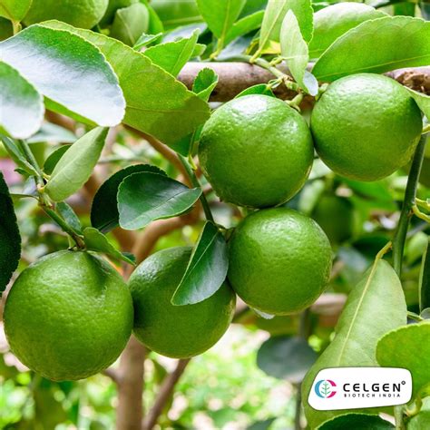 Citrus Fruits – Citrus Tissue Culture – CELGEN Biotech