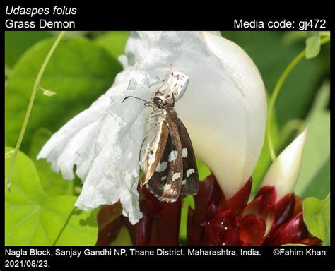 Udaspes folus | Butterfly