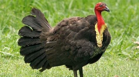 39 Facts About Brush Turkey - Facts.net