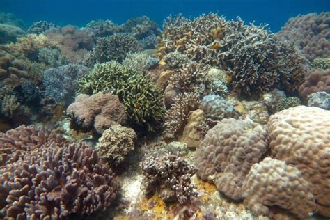 Diving (Dumaguete City) - 2022 What to Know Before You Go (with Photos ...