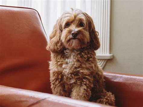 Image result for F1 Cockapoo