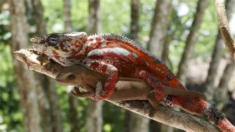 Image result for Copulation in Animals