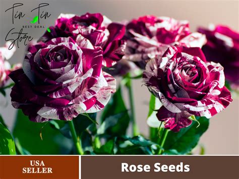 30+ Seeds| Purple Tiger Rose Perennial Flower Seeds#1080 |BUY 4 GET 1 ...