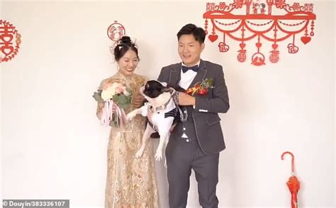 Image result for Dog Attacks Bride