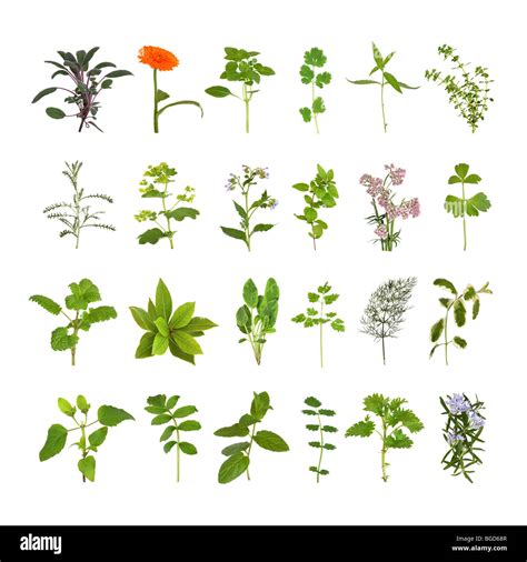 Herb Medicine 的图像结果