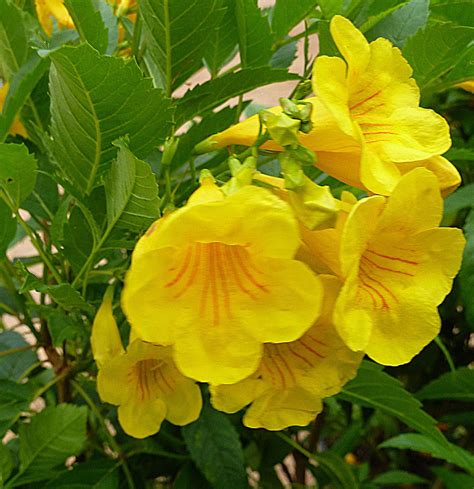 5 Petal Yellow Flower Bush - Home Alqu