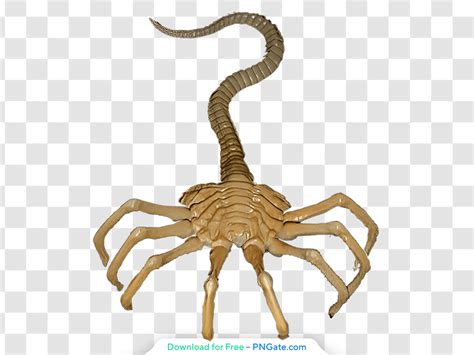 Image result for Alien Facehugger Animation