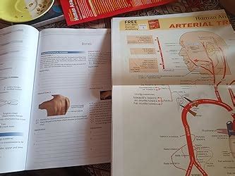 Buy BD Chaurasia’s Human Anatomy, 10/ed Vol - 2, Regional and Applied ...