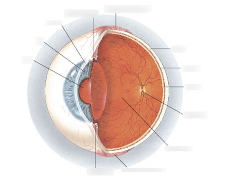 Image result for Visual Inspection Eye Structure Labeled