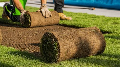 12 Common Sod Laying Mistakes to Avoid - Randy Lemmon