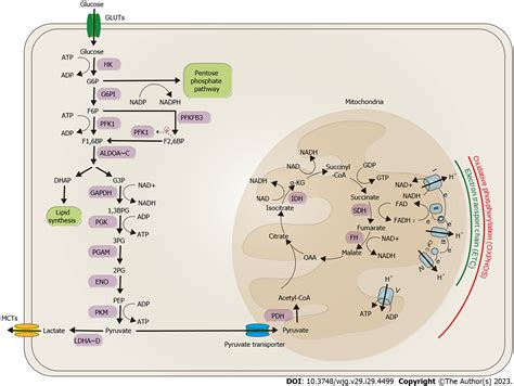 Bioenergetic alteration in gastrointestinal cancers: The good, the bad and the ugly