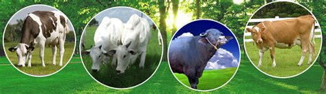 :: Abhinandana Agrovet India Private Limited::