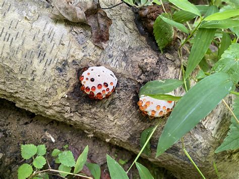 What in the heck is this : r/mycology