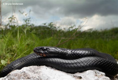 Eastern Indigo Snake – Reptiles and Amphibians of Mississippi