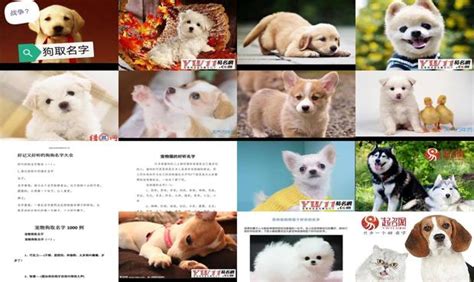 日本宠物狗狗都取什么名字？2022年狗名排行榜 - 知乎