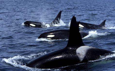 Reportajes y fotografías de Orcas en National Geographic