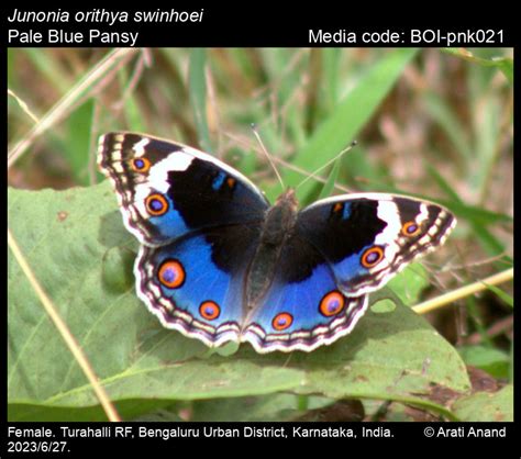 Junonia orithya (Linnaeus, 1758) - Blue Pansy | Butterfly