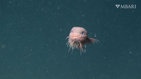 Scientists Discovered A New, Adorable Deep-Sea Fish | Bumpy Snailfish ...