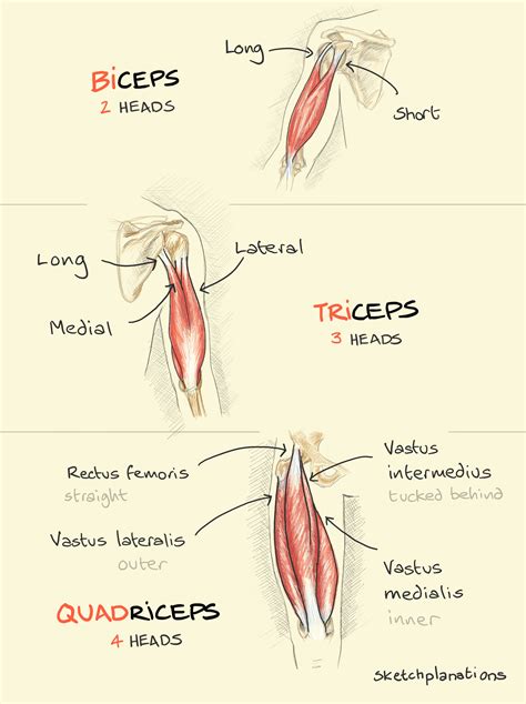 Diferenca Entre Triceps E Biceps Variações De Tríceps