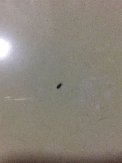 床上出现一种小虫子，特别的小，是什么？_百度知道