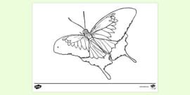 Watermelon Colouring | Colouring Sheets (teacher made)