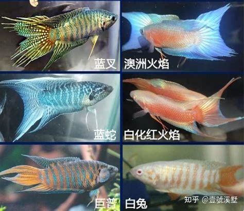 斗鱼什么礼物最多最新素材