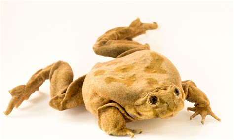 Endangered Adult Lake Titicaca Frog (Telmatobius culeus) - Joel Sartore