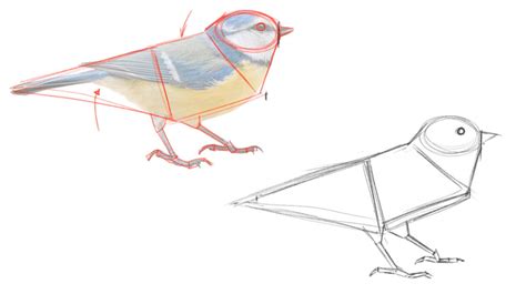 Image result for Drawing Basic Shapes