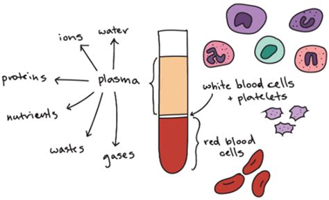 Answer the following questions in your own words. Explain the structure ...