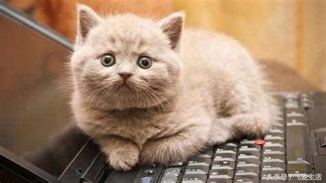 就喜欢睡键盘，拖也拖不走！键盘猫的日常，萌到让人没脾气呀 | 英国那些事儿