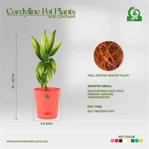 Cordyline Dr.Brown Pot Plant – Santhi Online Plants