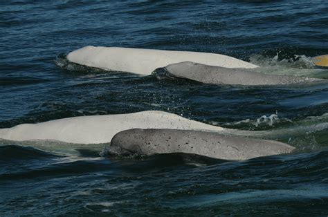 Image result for How Does Echolocation Work