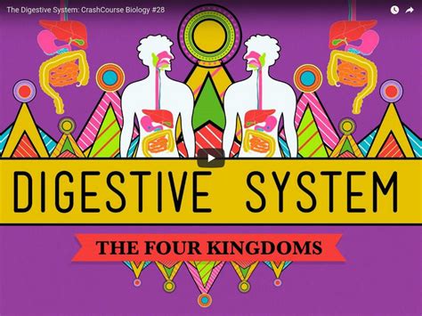 Digestive System Crash Course 的图像结果