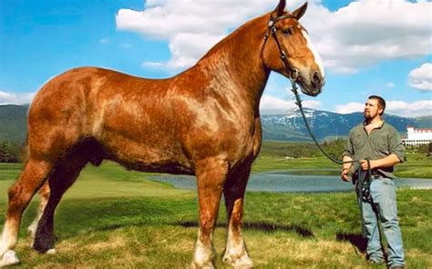 世界上体型最大的七匹马, 第一名有1.4吨重！_哔哩哔哩 (゜-゜)つロ 干杯~-bilibili