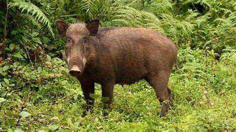 Kerala govt extends for another year validity of order on extermination ...