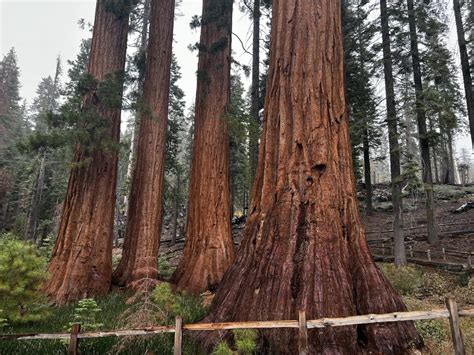 How to Visit Mariposa Grove in Yosemite National Park, Home of the ...